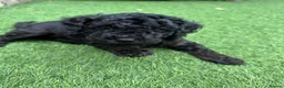 Cavapoo dogs for sale: F1B Cavapoo pups looking for their forever home - Advert 29