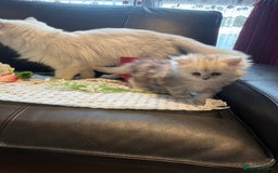 Ragdoll cats for sale: 🐾Fluffy Little Dreamers Are Here!🐈 - Image 8