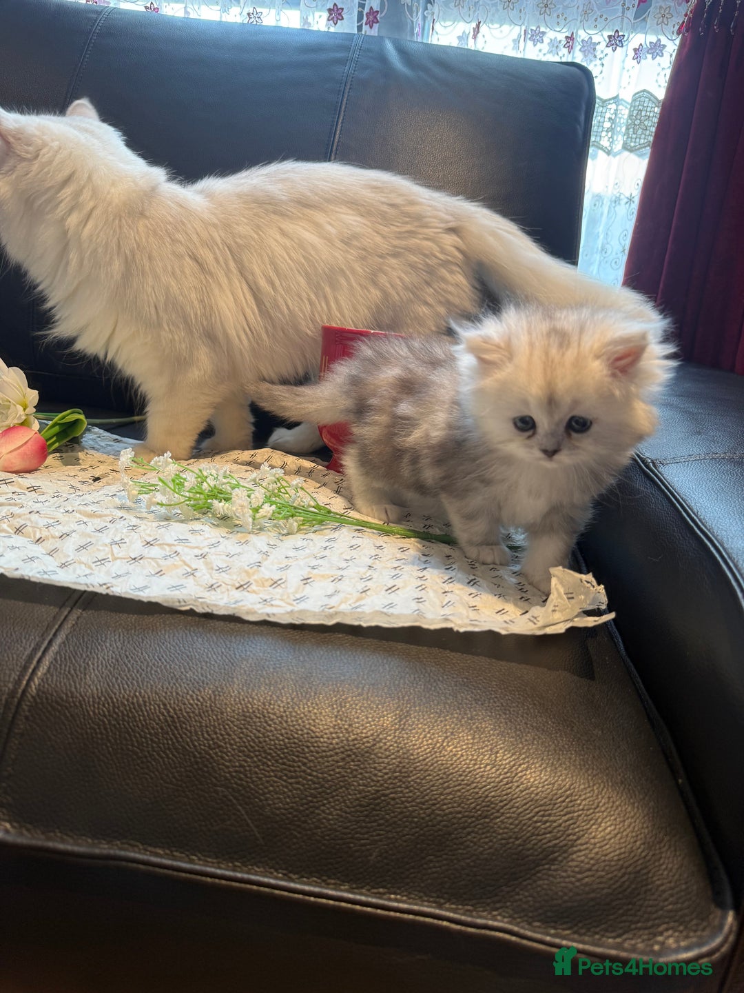 Ragdoll cats for sale: 🐾Fluffy Little Dreamers Are Here!🐈 - Image 8