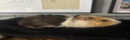 Guinea Pig rodents for sale: 2 beautiful boys  - Advert 21