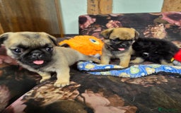 Pug dogs for sale: Beautiful Pure Pug Puppies 8 weeks old! 🐾 - Image 16