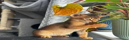 Abyssinian cats for sale: Abyssinian kittens  - Advert 10