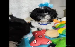Shih Tzu dogs for sale: Shih Tzu puppies - Image 6