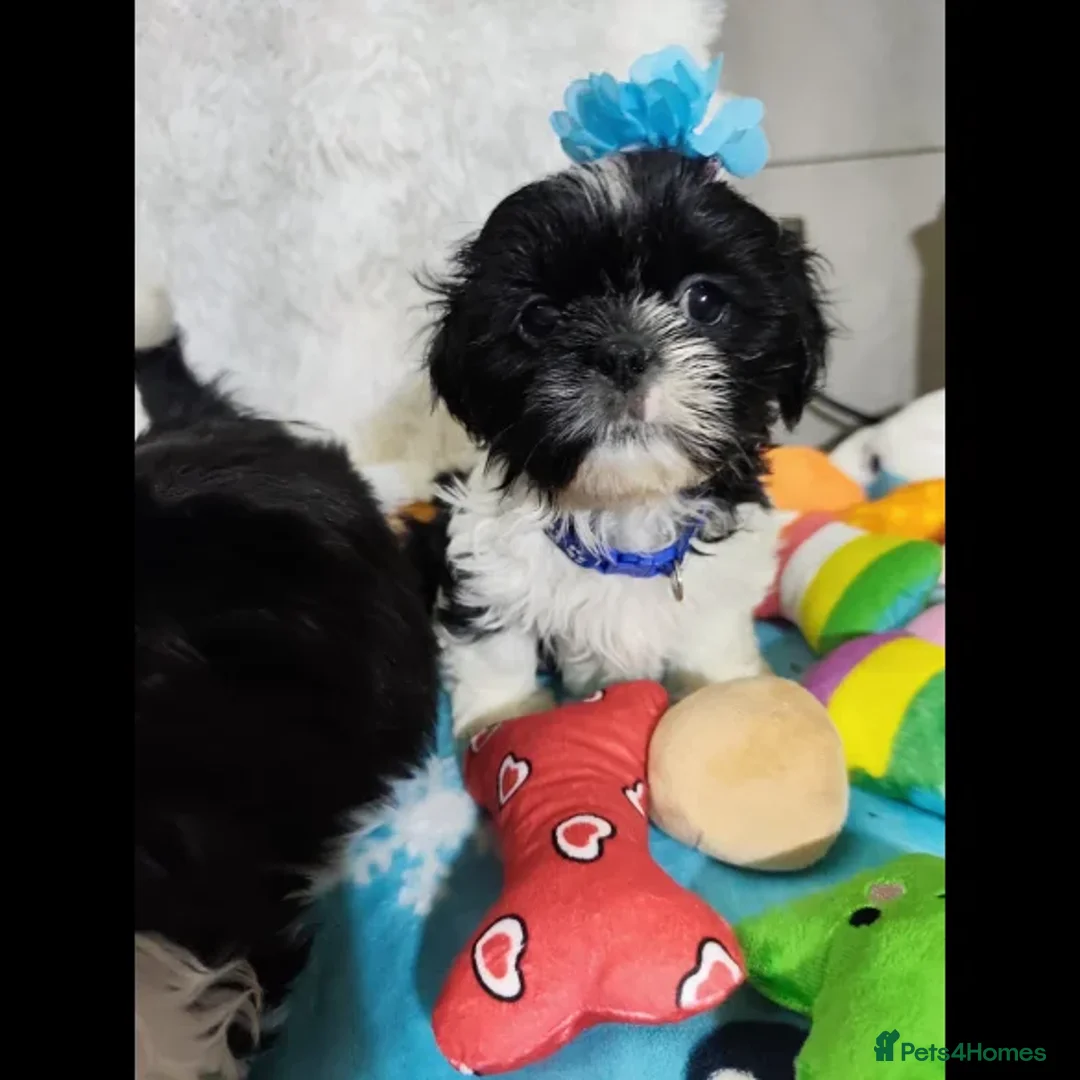 Shih Tzu dogs for sale: Shih Tzu puppies - Image 6