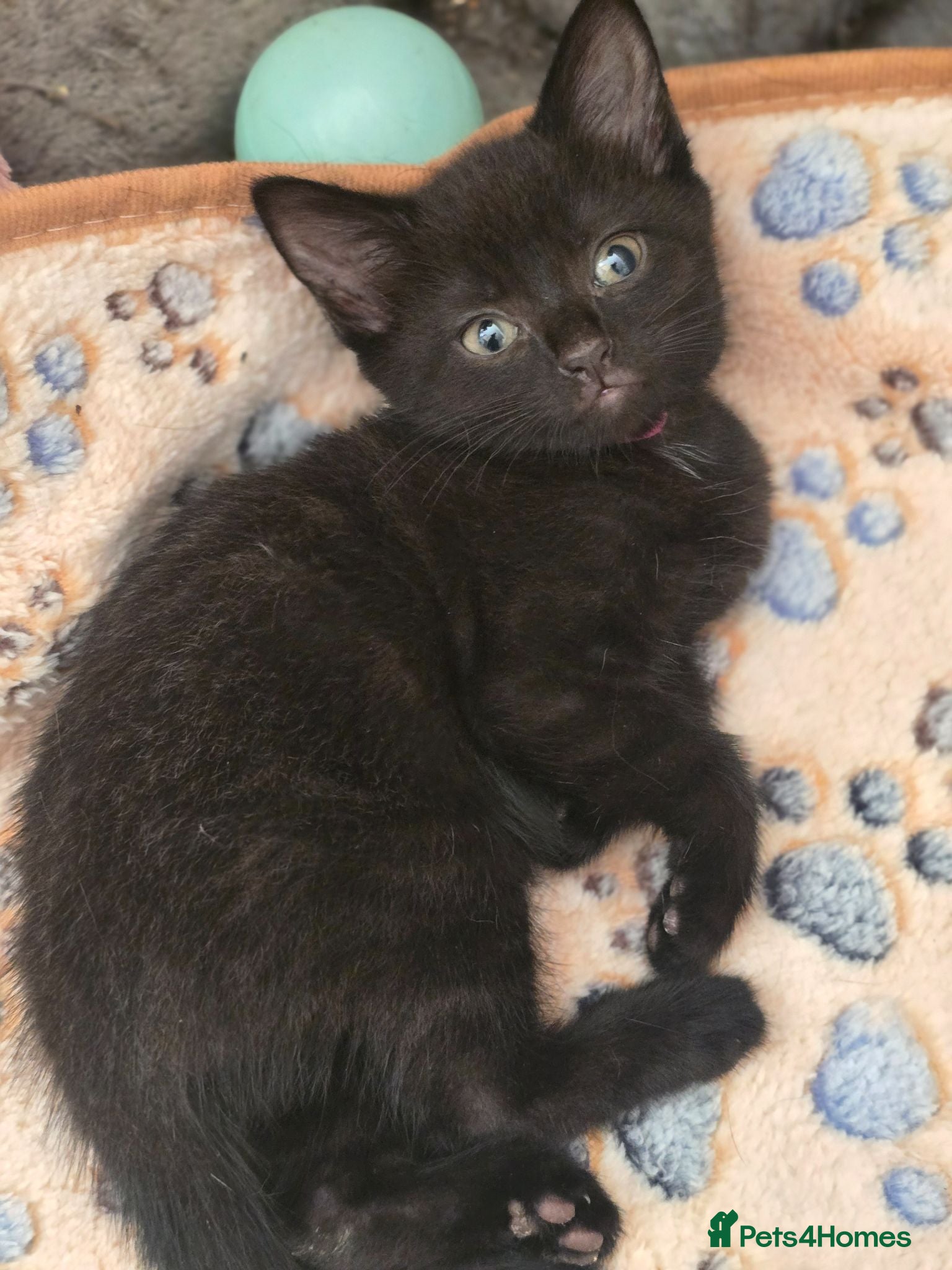 Mixed Breed cats 1 kitten left - Advert 9