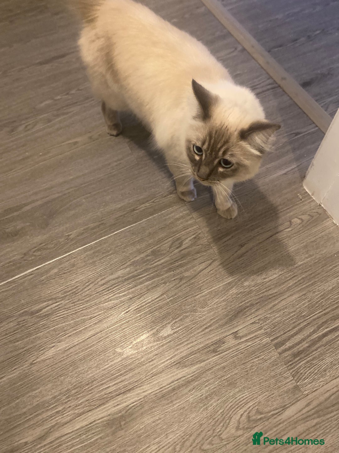 Ragdoll cats for sale: Lovely Ragdoll boy looking for forever home  - Advert 12