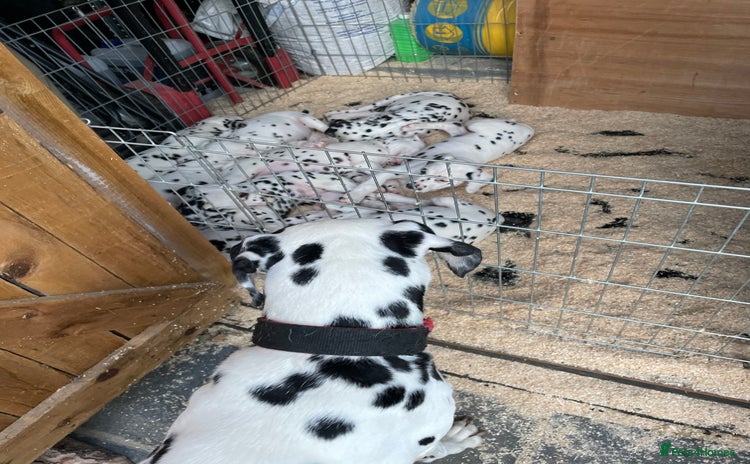 Dalmatian dogs Dalmation Puppies - Advert 1