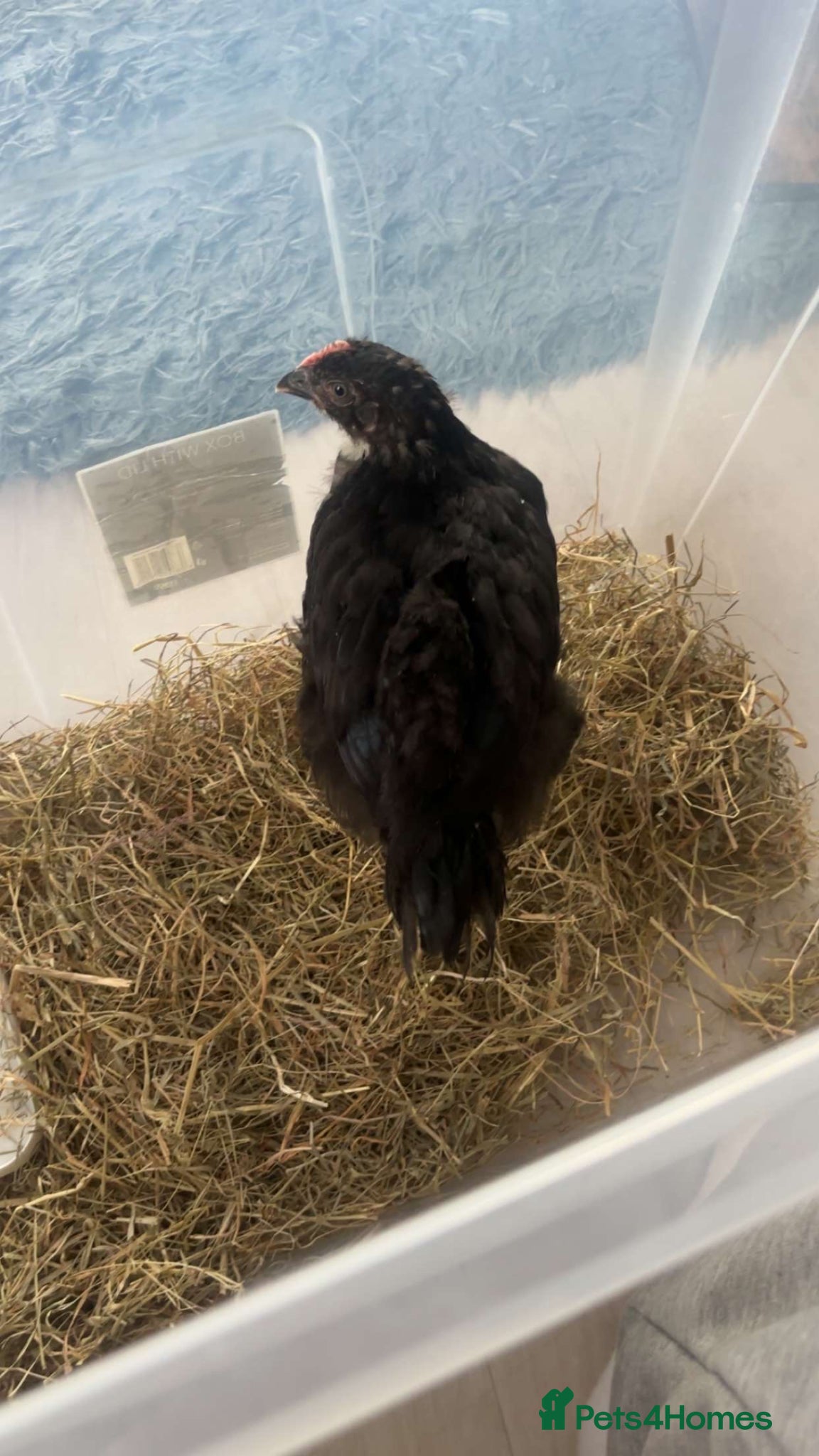 Chickens poultry for sale: Month Old Chickens For Sale ready to collect now - Advert 2