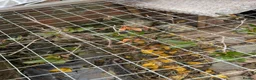 Hermann Tortoise reptiles for sale: Hermann tortoise yearlings  - Advert 2