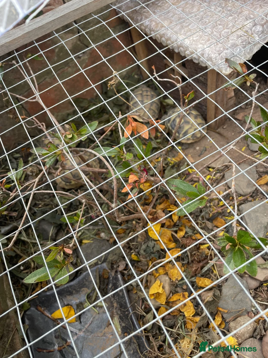 Hermann Tortoise reptiles for sale: Hermann tortoise yearlings  - Advert 2