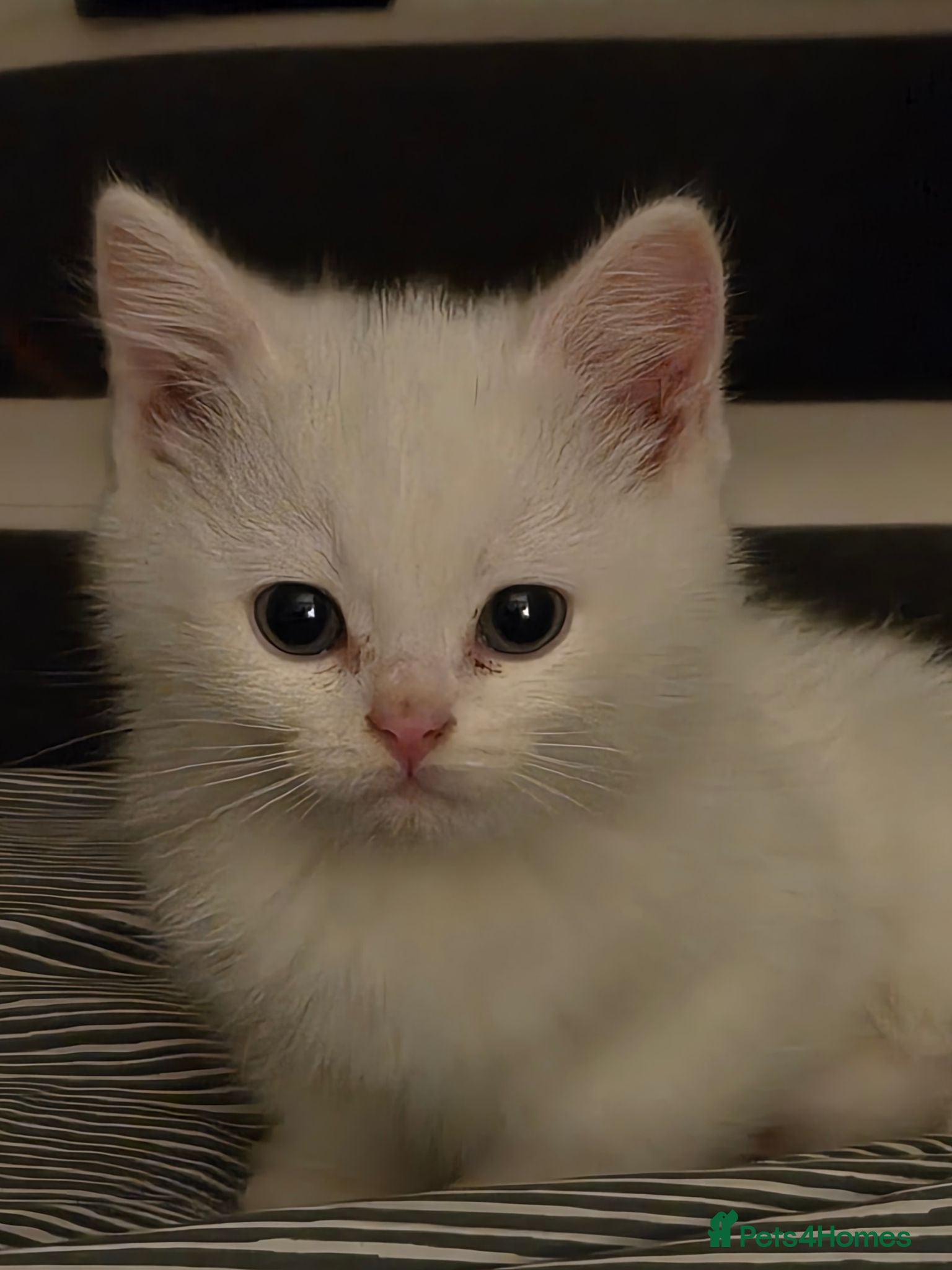 British Shorthair cats Pure British Short hair female kitten - Advert 1
