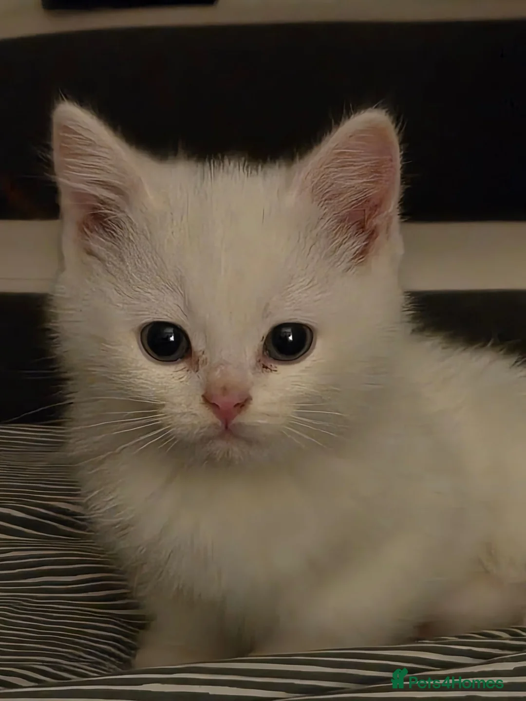 British Shorthair cats for sale: Pure British Short hair female kitten in Leicester - Advert 1