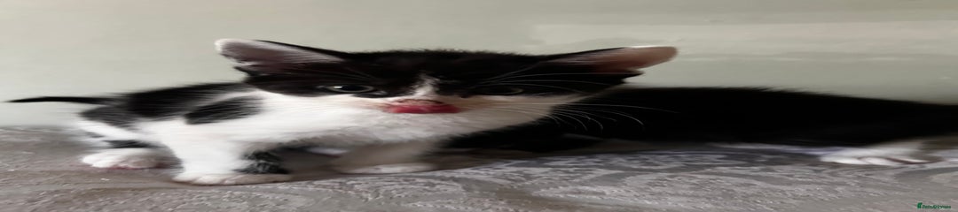 Maine Coon Kitten 1