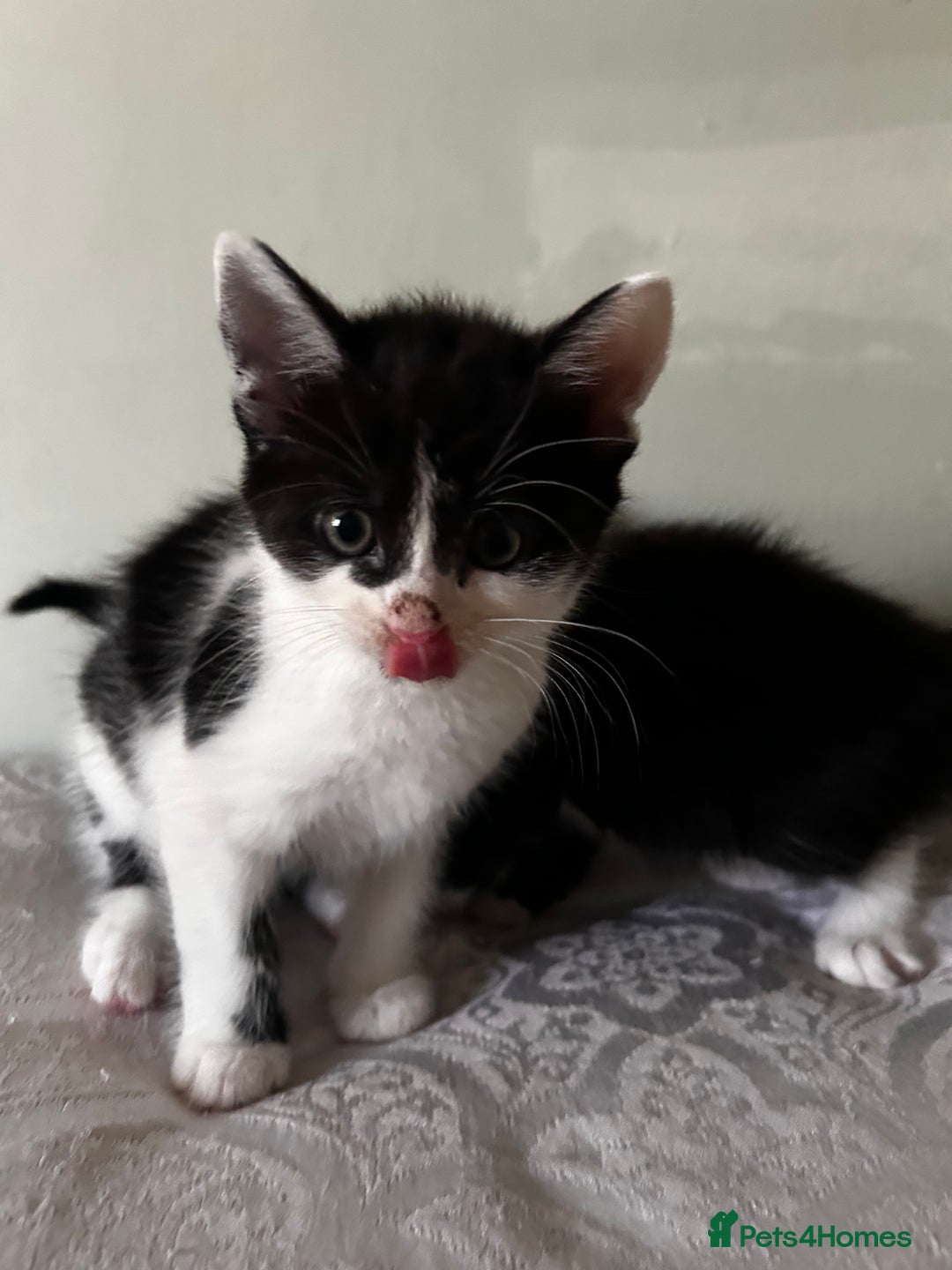 Maine Coon cats for sale: Main coon cross kittens  - Image 1