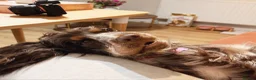 Cocker Spaniel dogs for sale: Beautiful girl for rehoming  - Advert 7