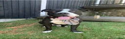 Mixed Breed dogs for stud: STUD FOR BREEDING  - Advert 1