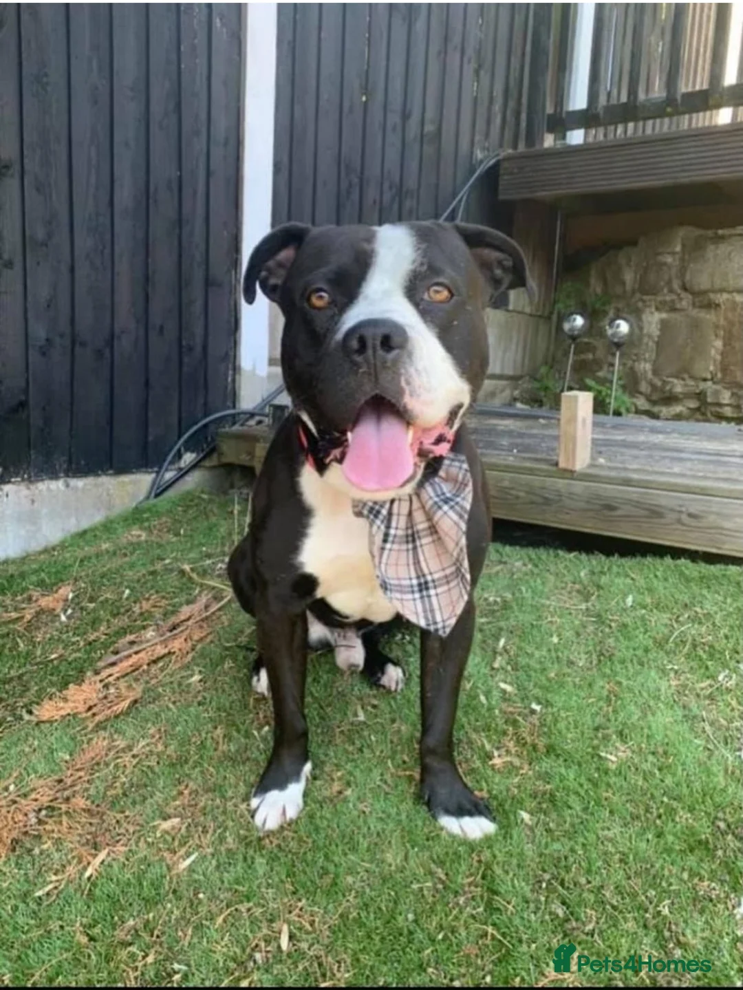 Mixed Breed dogs for stud: STUD FOR BREEDING  - Advert 1