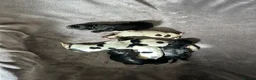 Sprocker dogs for sale: Sprockers  puppys  - Advert 4