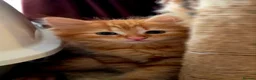 Mixed Breed cats for sale: 3 Beautiful Fluffy Kittens Looking for Homes - Advert 15