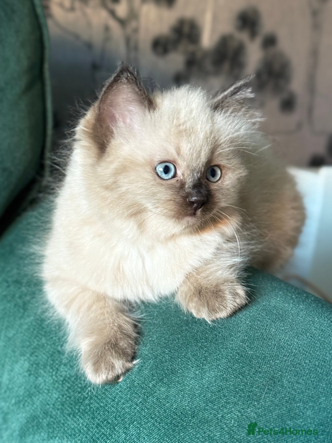 Ragdoll cats for sale: Loving Ragdoll kittens - Image 1