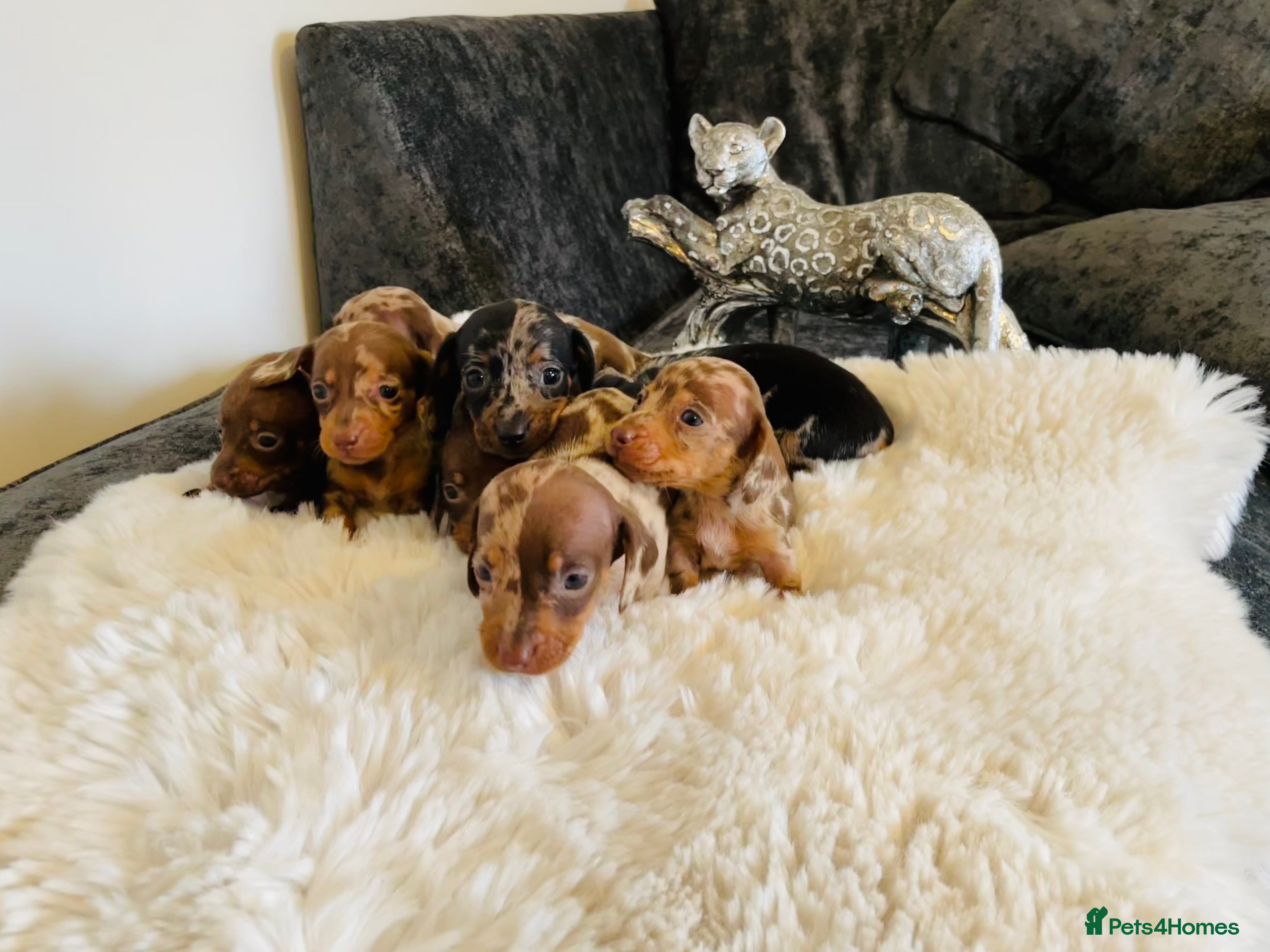 Miniature Dachshund dogs Miniature dachshund  - Advert 6