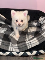 Pomchi dogs - Advert 11