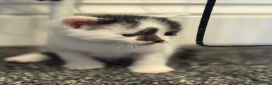 British Shorthair Kitten 2