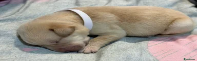 Labrador Retriever 3