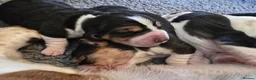 Basset Hound dogs for stud: Basset Hound Proven Stud - Advert 4