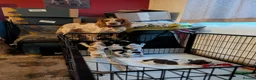 Cocker Spaniel dogs for sale: 3 female Cocker Spaniels  in Maidenhead - Advert 5