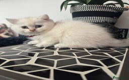 British Shorthair cats for sale: Beautiful golden white British short hair  - Image 16