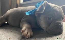 French Bulldog dogs for sale: French bulldog  puppies - Image 17