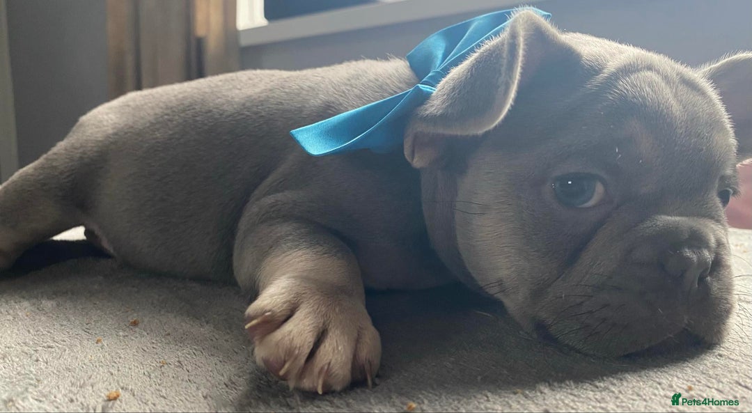 French Bulldog dogs for sale: French bulldog  puppies - Image 17