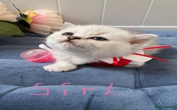Scottish Fold cats for sale: 2 Scottish Girls  - Image 15