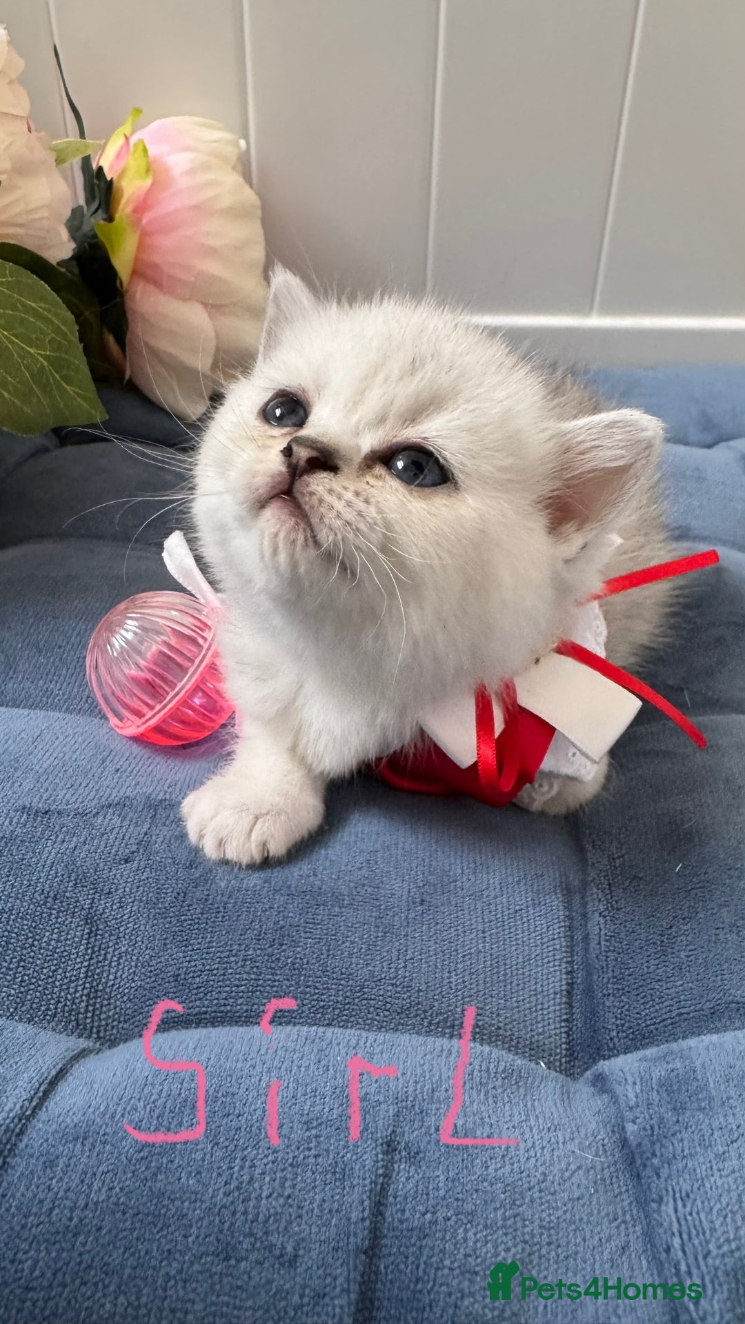 Scottish Fold cats for sale: 2 Scottish Girls  - Image 15