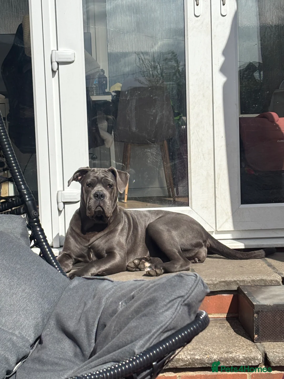 Mixed Breed dogs for sale: 8 month old puppy called Lola in Batley - Advert 1