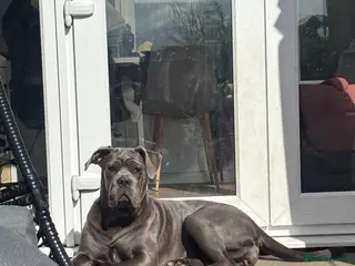 Mixed Breed dogs 8 month old puppy called Lola - Advert 1