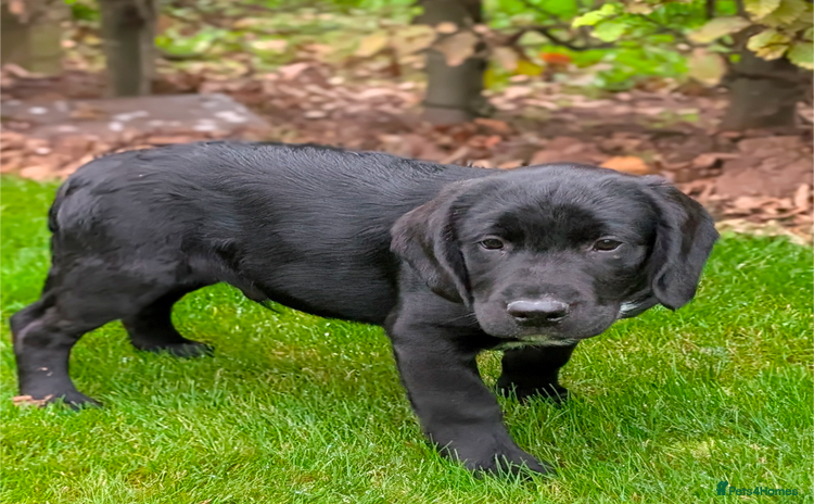 Springador dogs - Advert 14