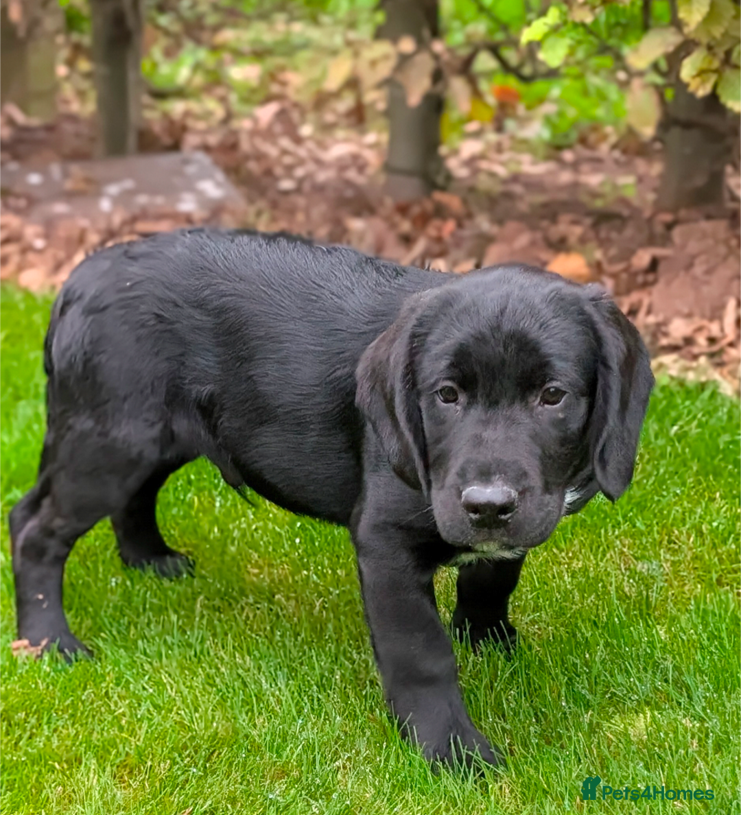 Springador dogs for sale: Stunning springador puppies  - Image 1