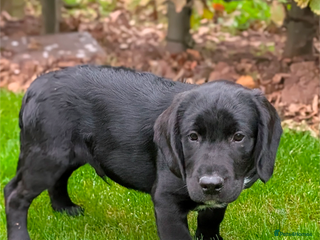 Springador dogs - Advert 4