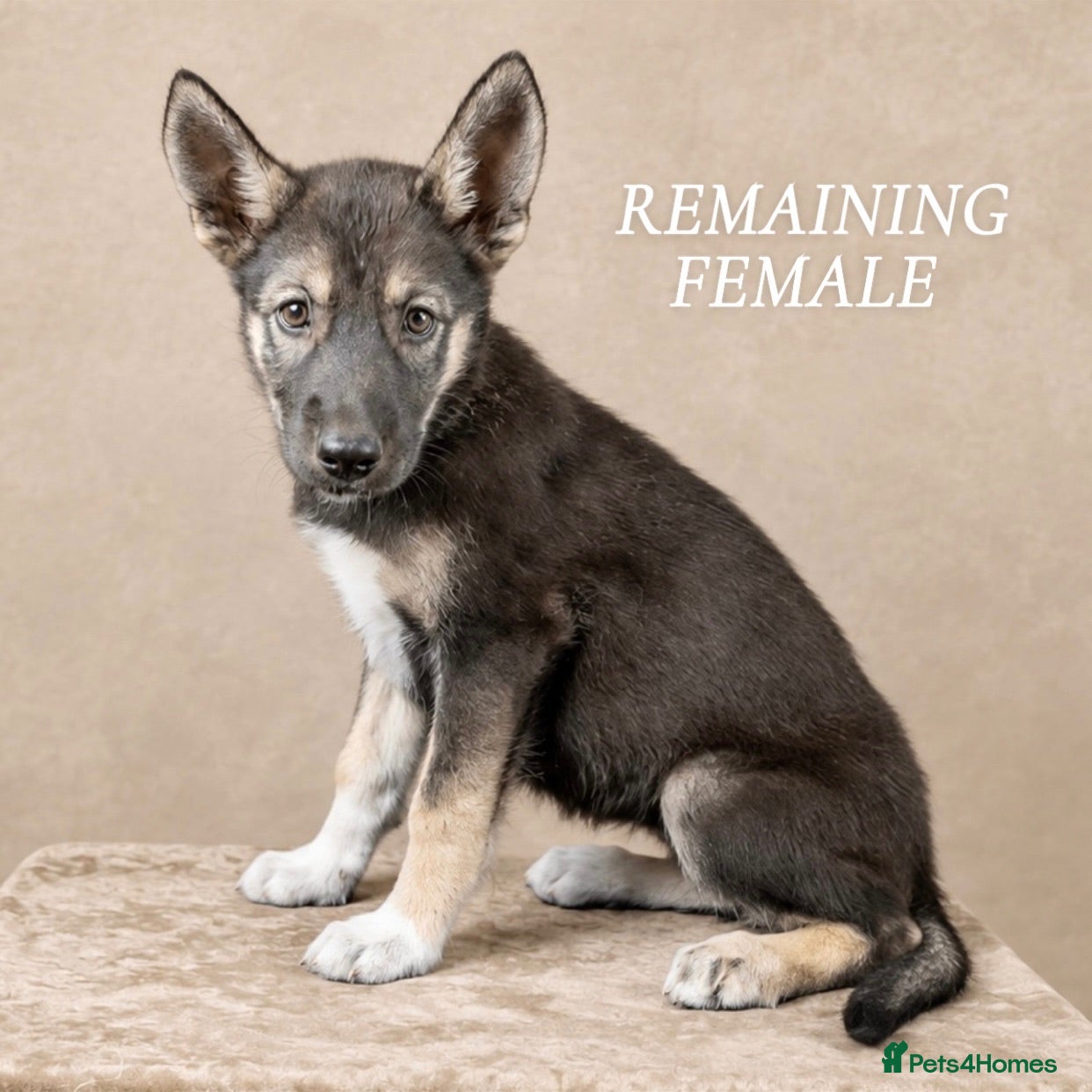 Shepsky dogs (REDUCED) Outstanding Family-Raised Puppies - Advert 6
