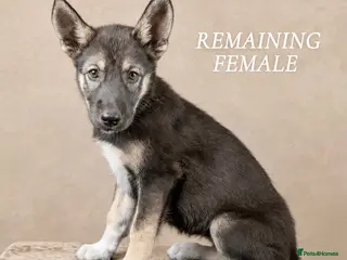 Shepsky dogs (REDUCED) Outstanding Family-Raised Puppies - Advert 6