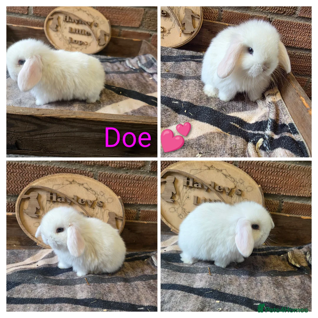 Mini Lop rabbits for sale: Gorgeous pure breed mini lops  - Advert 3
