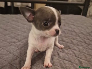 Chihuahua dogs Ready 18.12.2025. Chihuahua Female Puppy For Sale - Advert 13