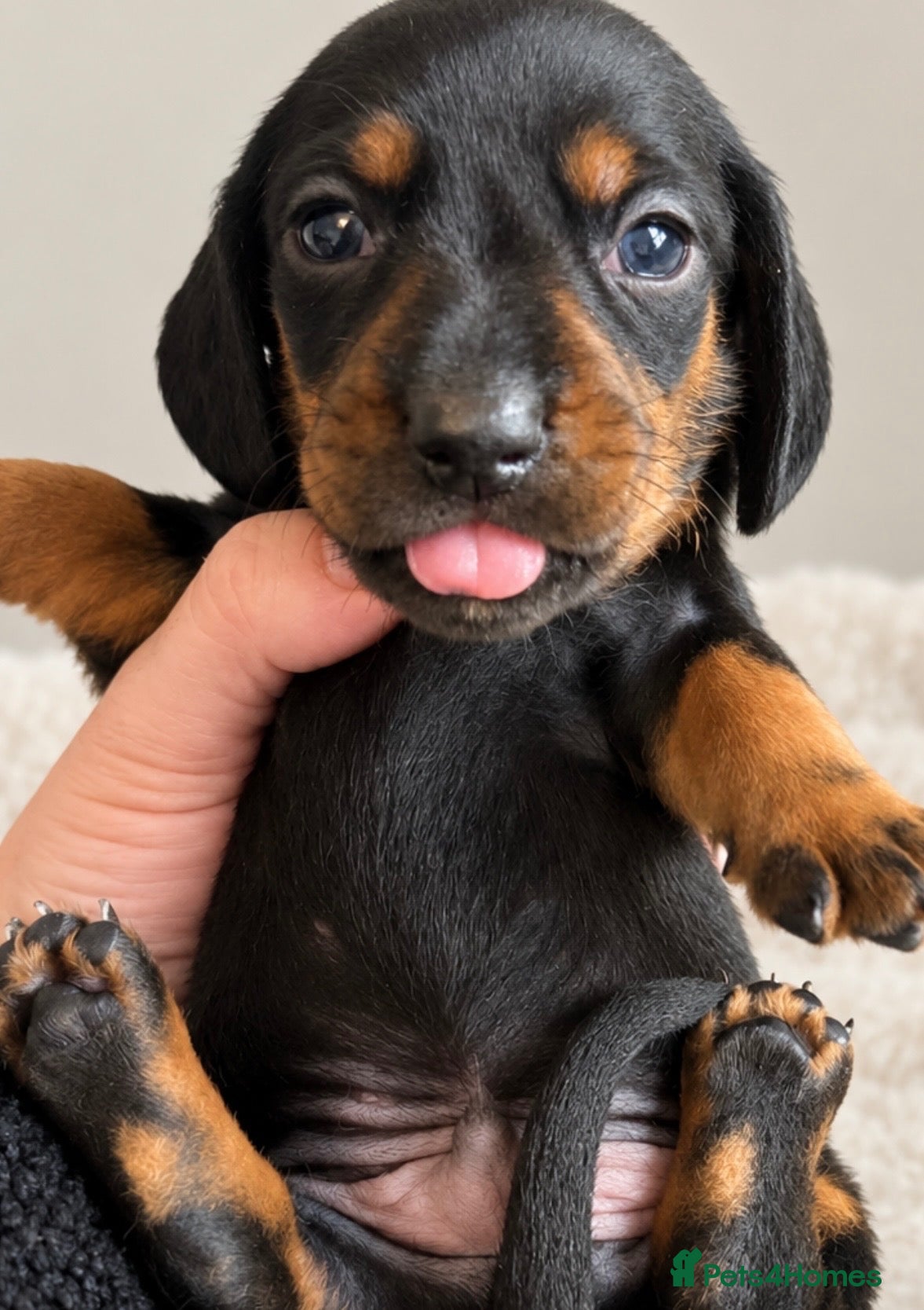 Dachshund dogs Beautiful dachshund puppies  - Advert 2