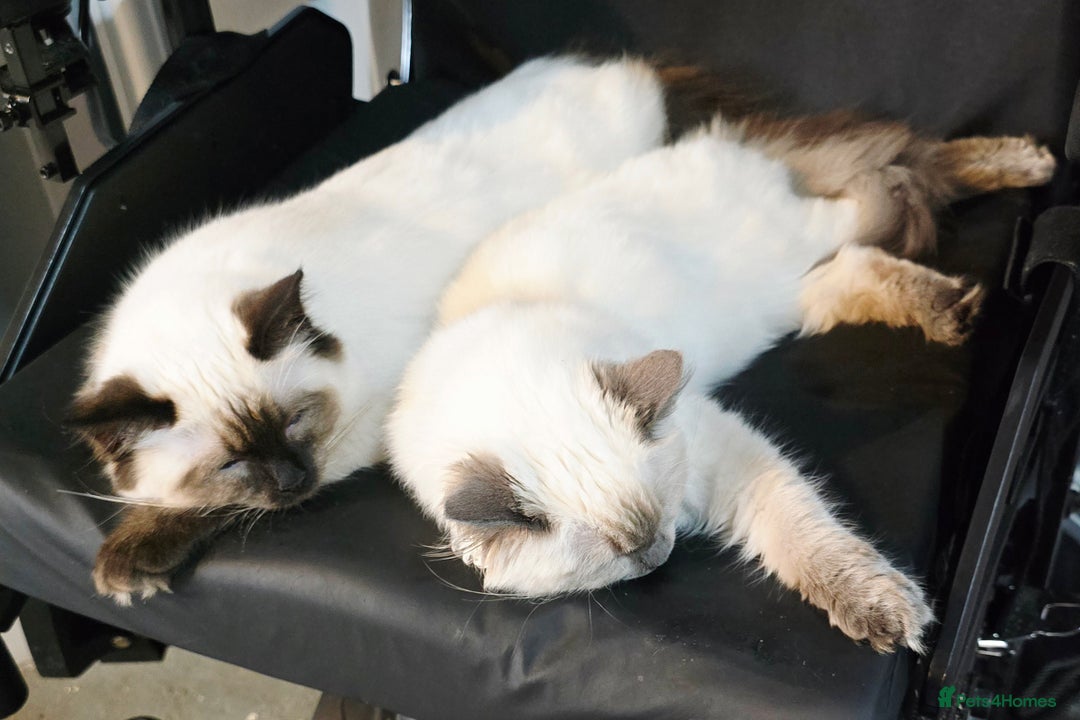 Ragdoll cats for sale: 1 boy/ 1 girl Ready to go - Image 2