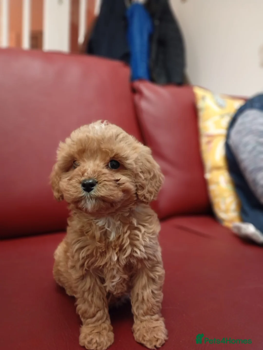 Cavapoo dogs for sale: Adorable Cavapoo puppies for sale  in Liverpool - Advert 2