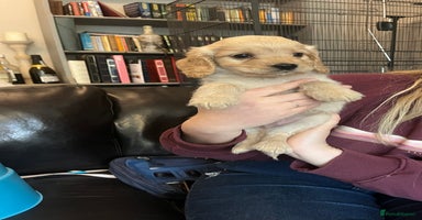 Cockapoo dogs COCKAPOO PUPPIES only one boy avaiable - Advert 3