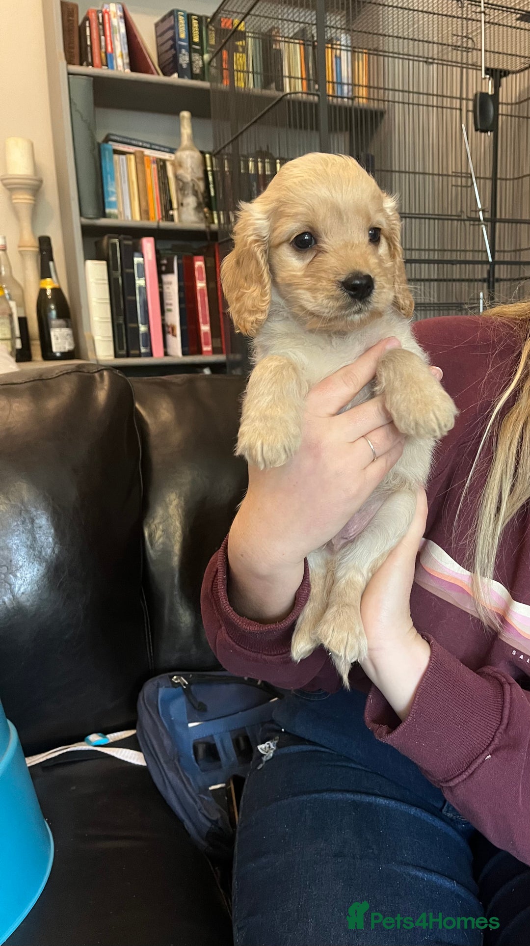 Cockapoo dogs for sale: COCKAPOO PUPPIES  - Image 7