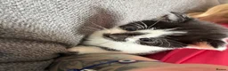 Munchkin cats for sale: Munchkin/dwarf kitten - Advert 2